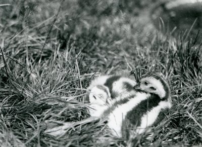 Deux jeunes oies andines au zoo de Londres, août 1916 - Frederick William Bond